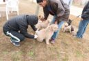 Vacunación Antirrábica y Desparasitación de Caninos y Felinos en B° 48 Viviendas