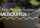 Dengue | Prevención