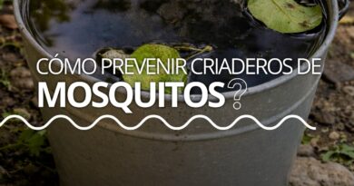 Dengue | Prevención