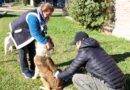 Atención y Vacunación de Mascotas